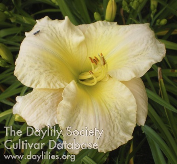 Daylily Farewell to Arms